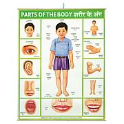 Parts of the Body Hanging Banner