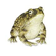 Jumbo Toad Figure