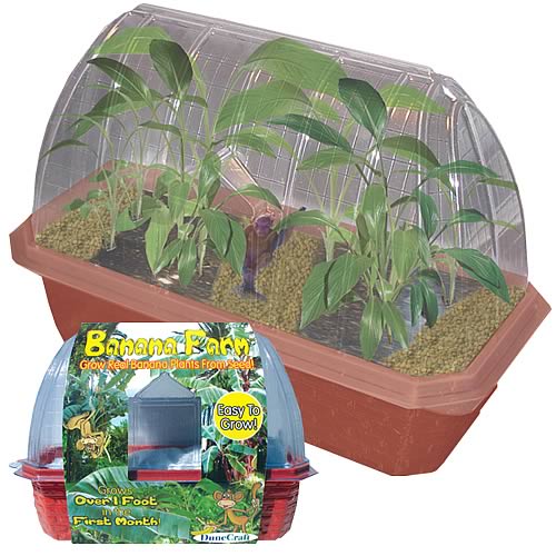 Banana Farm Windowsill Garden