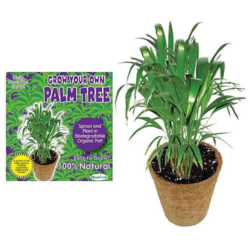 Grow Your Own Palm Tree