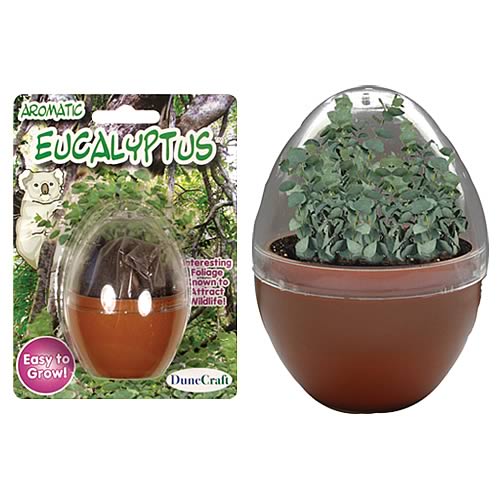Aromatic Eucalyptus Micro Terrarium