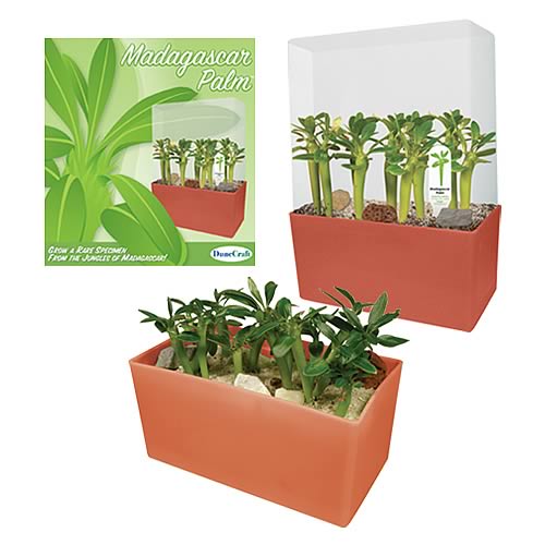 Madagascar Palm Plant Cube