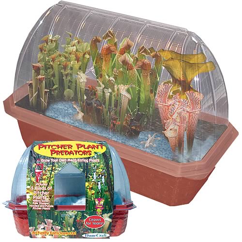 Pitcher Plant Predators Windowsill Garden