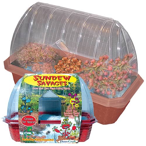 Sundew Savages Windowsill Garden