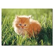 Orange Kitten Cardboard Jigsaw Puzzle