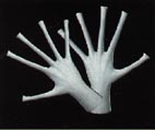 Greedo Hands