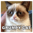 Grumpy Cat