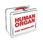 Zombie Human Organ Lunch Box! Vital for your survival. With the dawn of a zombie apocalypse nearly always nigh, your Zombie Human Organ Lunch Box will become ever the more vital! A comfortably spacey tin lunch box at 7 3/4-inches wide x 6 3/4-inches tall x 4 1/4-inches long, it's big enough to lug a few healthy organs around but small enough to keep it relatively light as you escape the hungry, undead hordes. Invest in your own survival with the Zombie Human Organ Lunch Box!