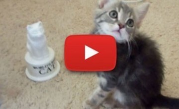 World's Best Cat Trophy Statue